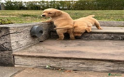 Goldador dogs for sale: Gorgoeus Goldador’s-Health Tested  - Image 16