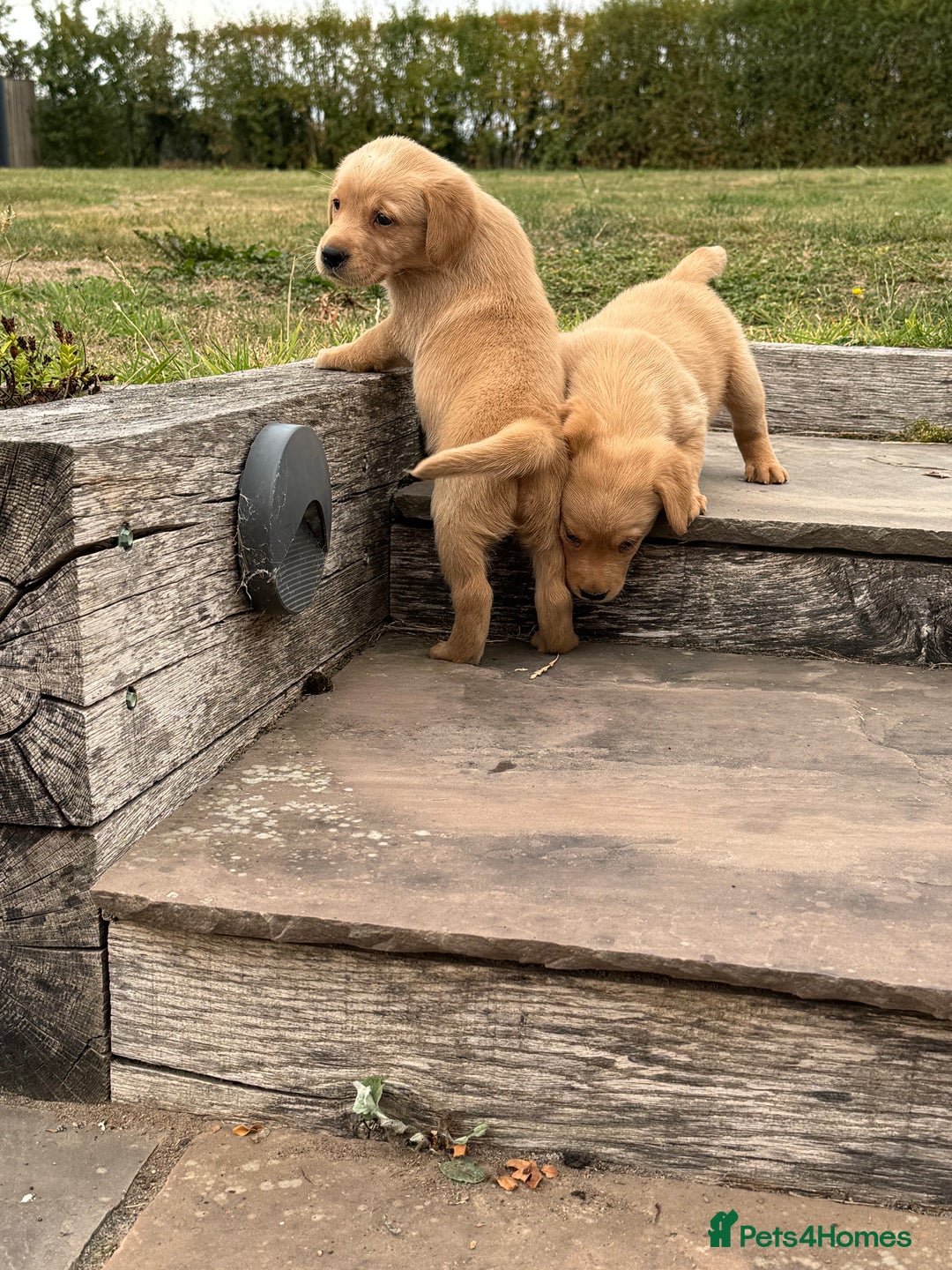 Goldador dogs for sale: Gorgoeus Goldador’s-Health Tested  - Image 16
