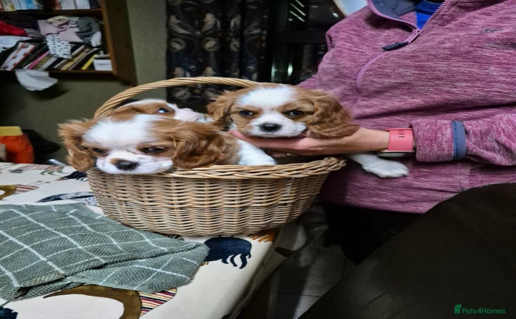 Cavalier King Charles Spaniel dogs - Advert 14