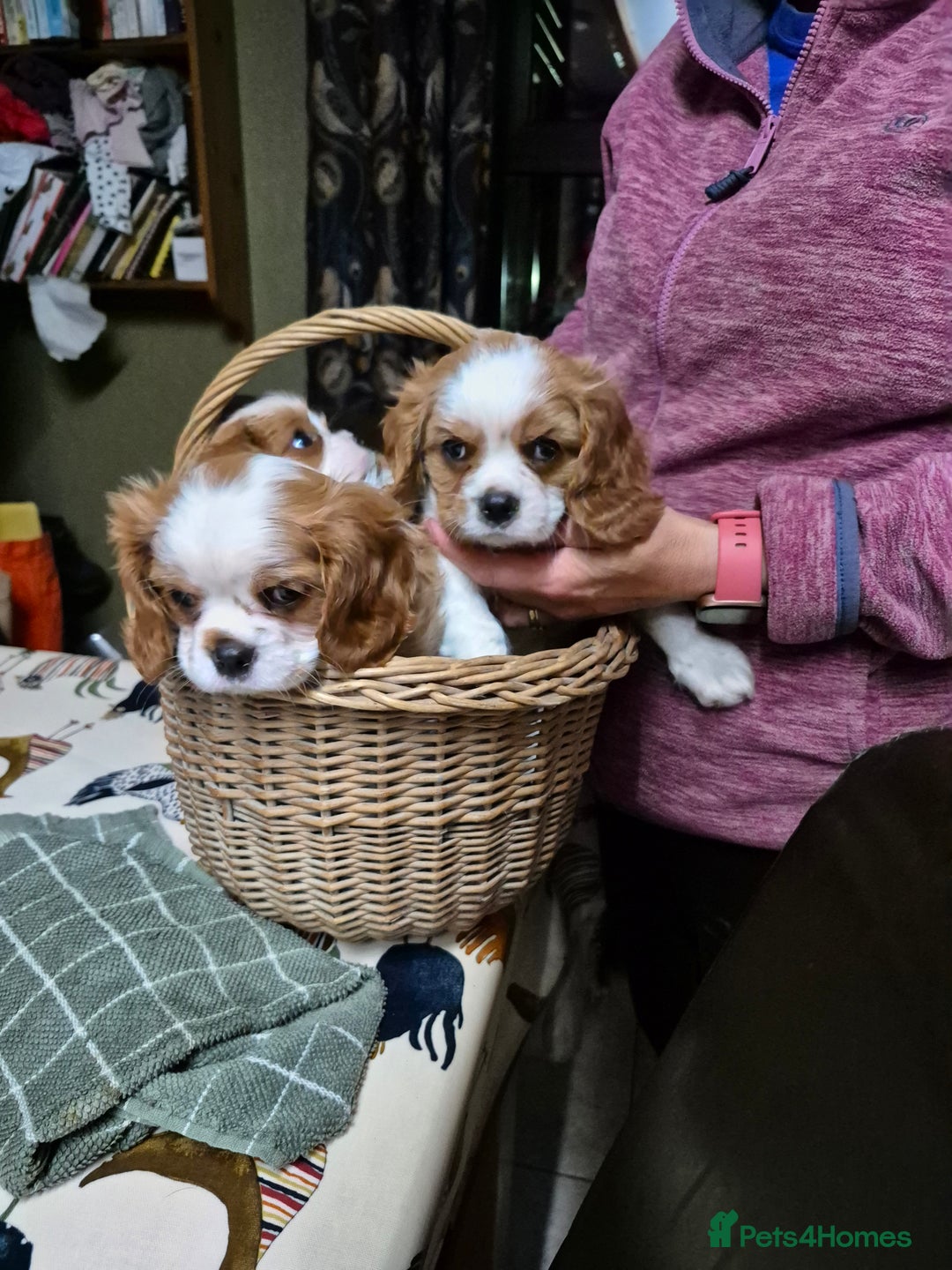Cavalier King Charles Spaniel dogs for sale: Blenheim Cavalier King Charles spaniel puppies  - Advert 2