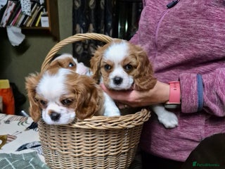 Cavalier King Charles Spaniel dogs - Advert 5