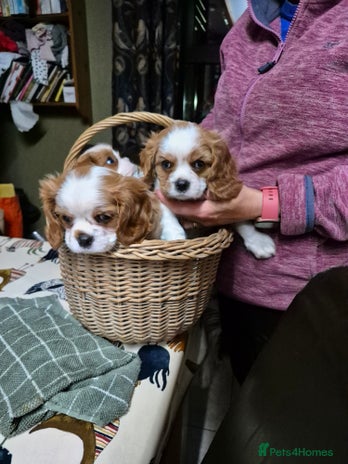 Cavalier King Charles Spaniel dogs - Advert 14