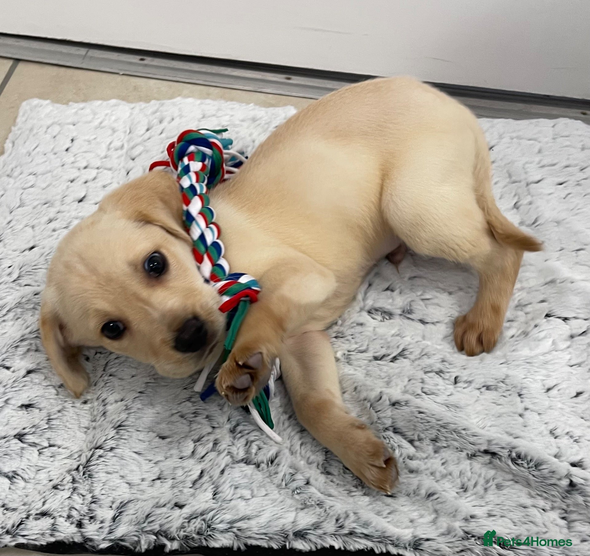 Cockerdor dogs Beautiful cockerdor pups NOW READY - Advert 2