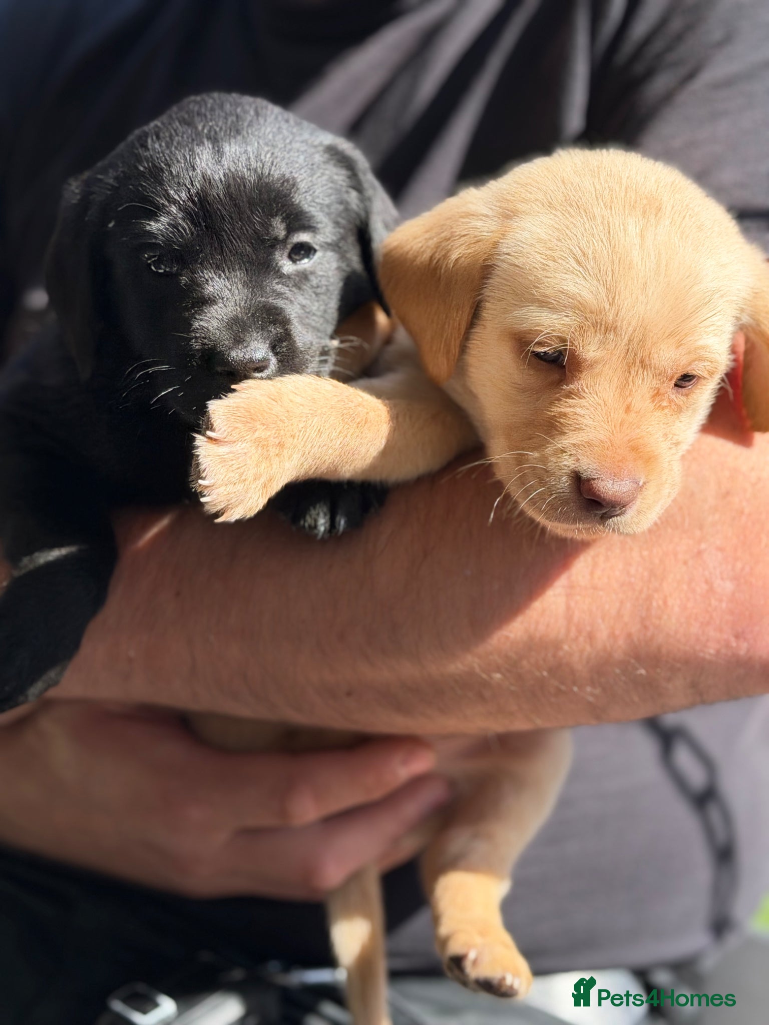 Labrador Retriever dogs Labrador pups Ready to be RESERVE ✅ - Advert 7