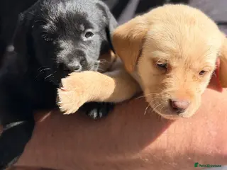 Labrador Retriever dogs Labrador pups Ready to be RESERVE ✅ - Advert 7