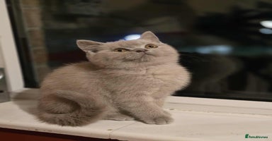 British Shorthair cats - Advert 6