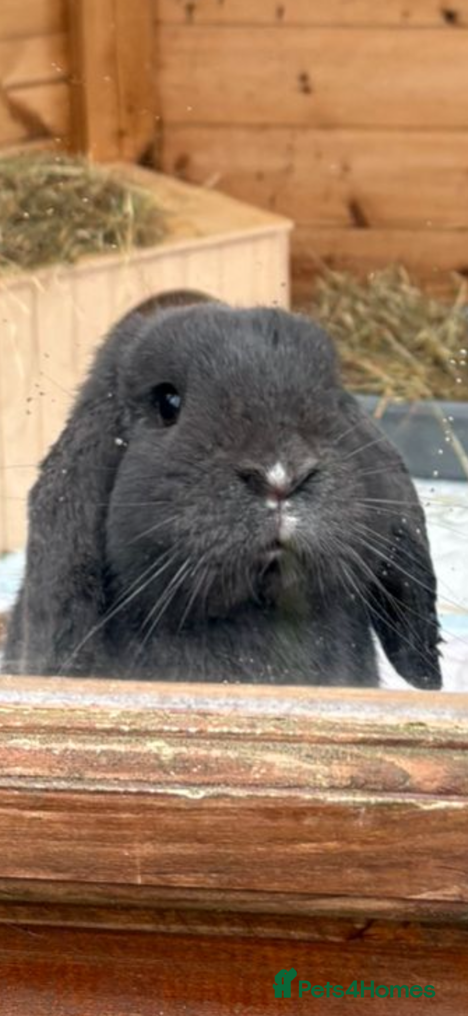 Mini Lop rabbits Mini lop bunny  - Advert 1