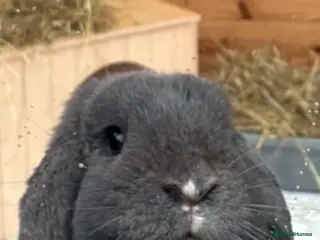 Mini Lop rabbits Mini lop bunny - Advert 16