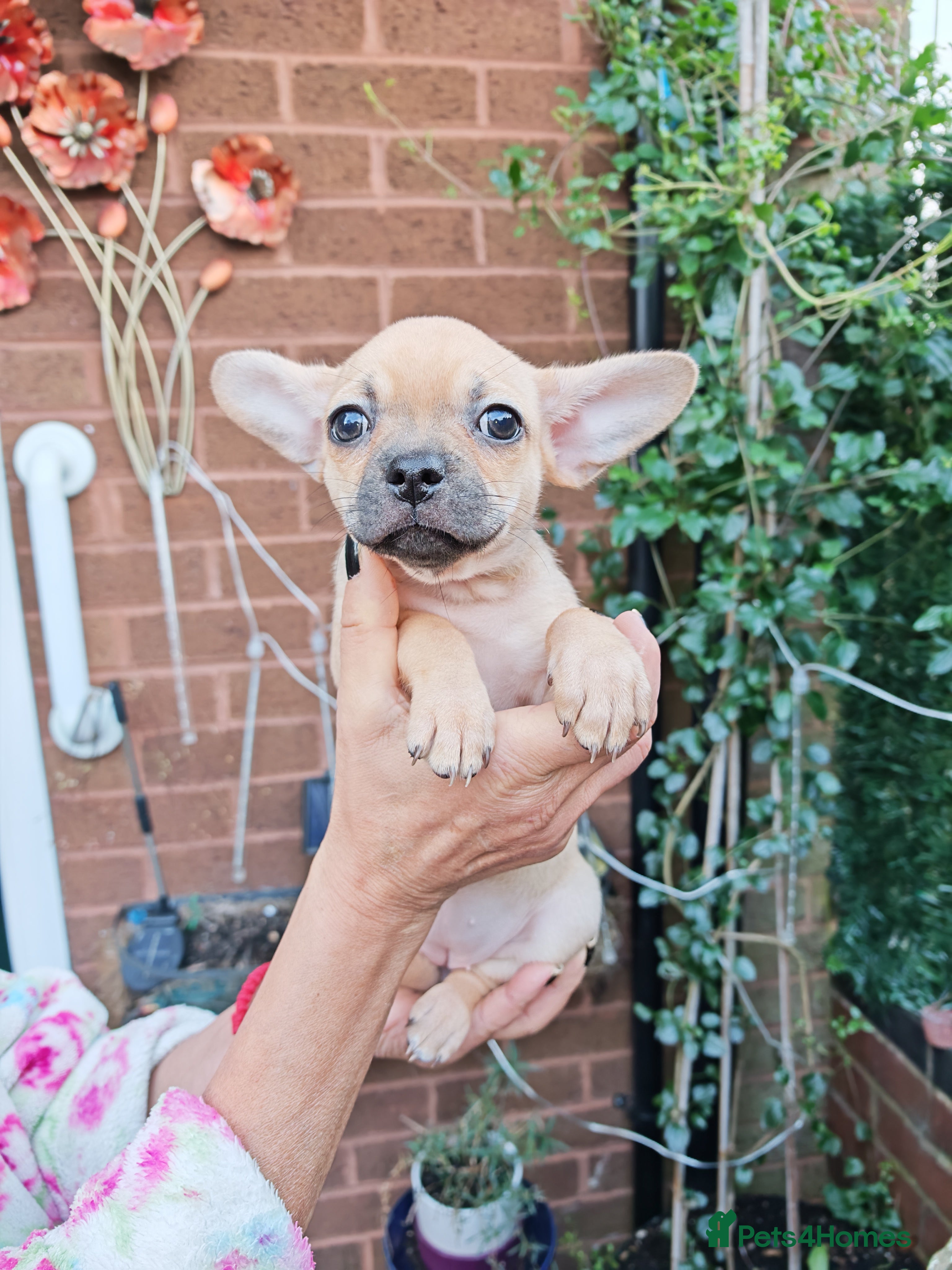 Chihuahua dogs Chihuahua full breed adorable puppys - Advert 4