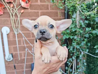 Chihuahua dogs Chihuahua full breed adorable puppys - Advert 4