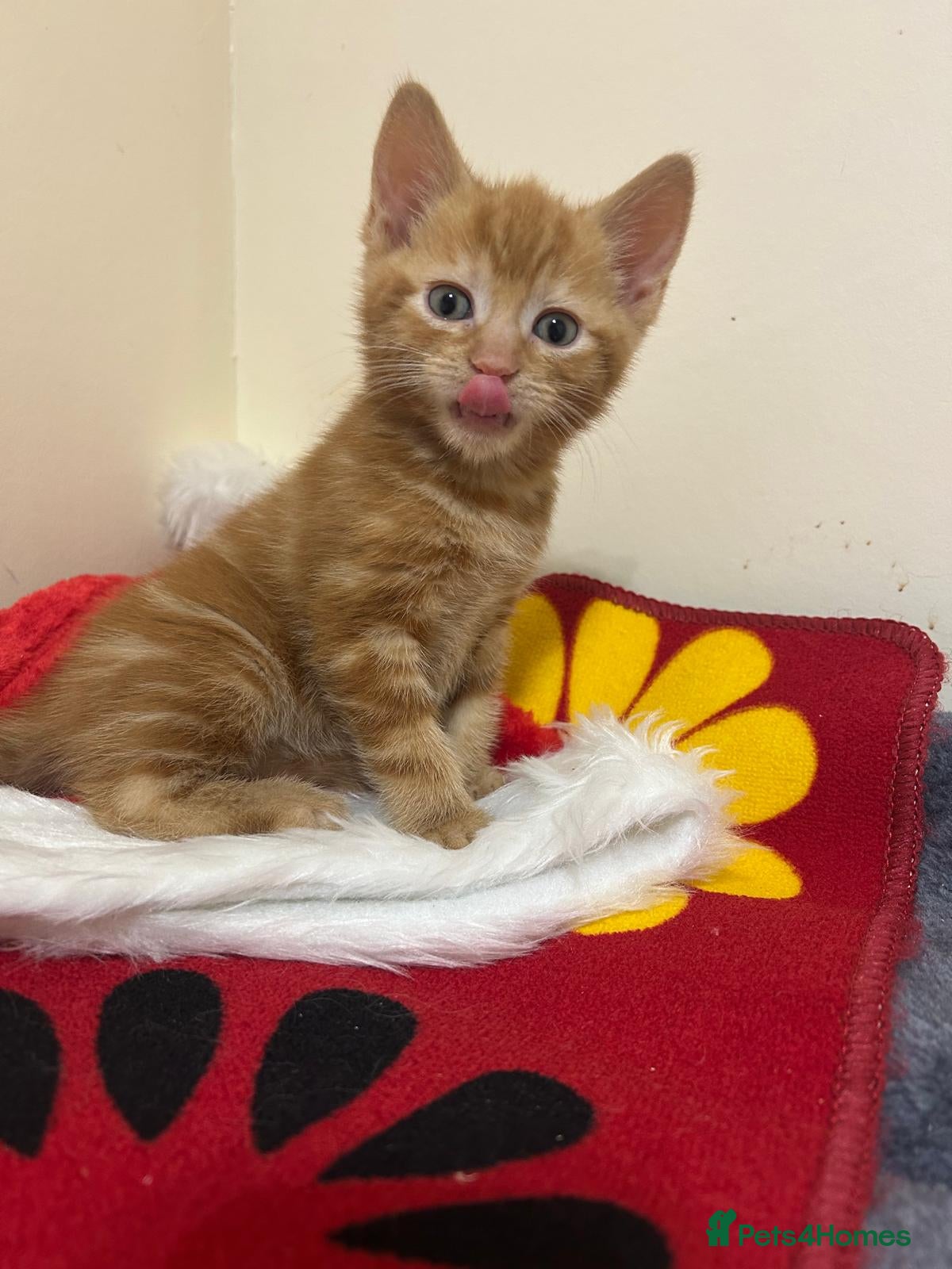 Mixed Breed cats Beautiful kittens for sale  - Advert 1