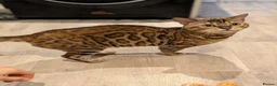 Bengal cats for sale: Retired Male Bengal Seeking Forever Home - Advert 15