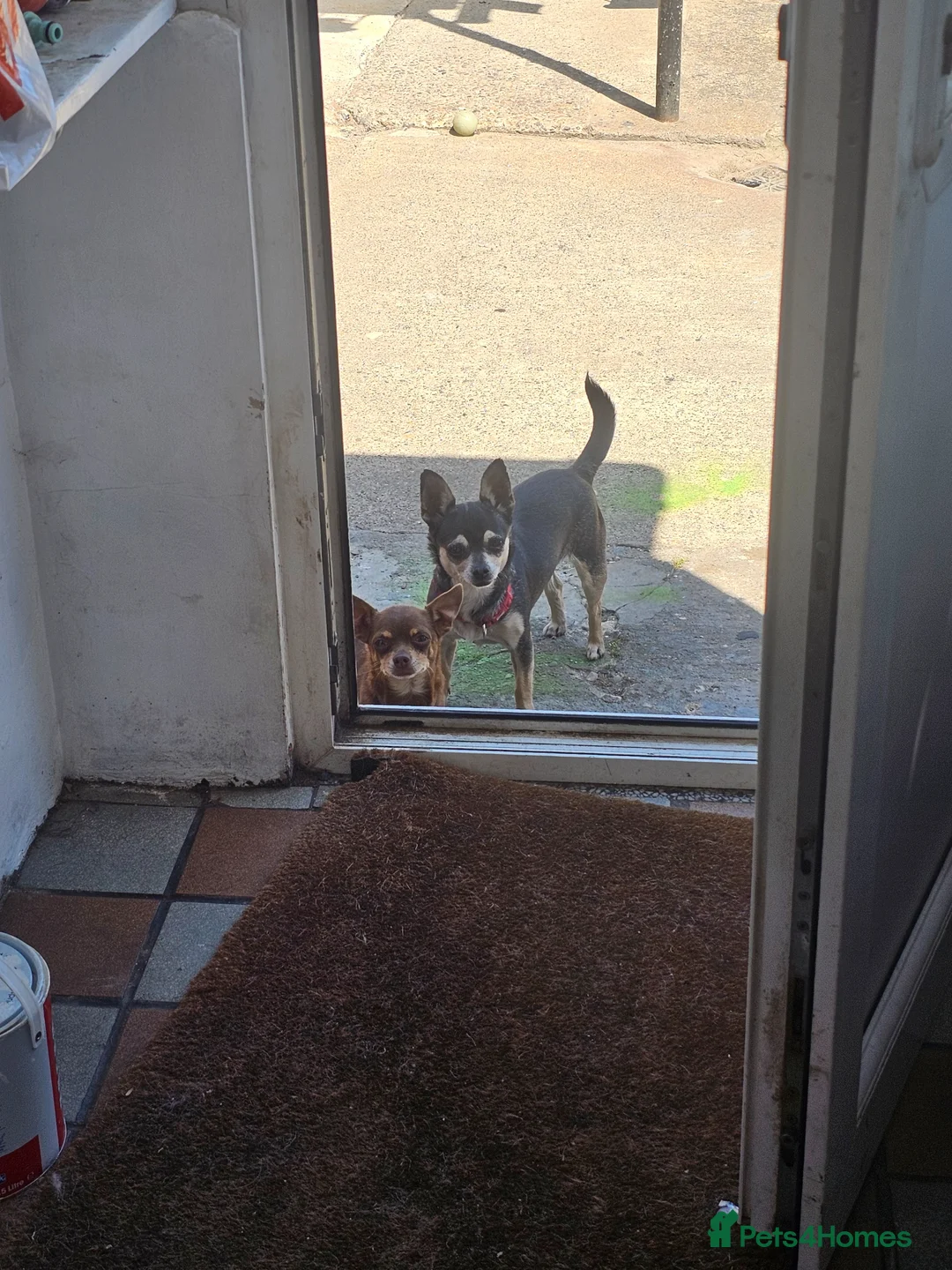 Chihuahua dogs for sale: Bobbie in Skegness - Advert 8