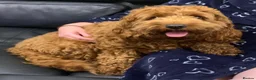 Cavapoo dogs for sale: Loving,Red,Cavapoo, Adult Girl - Advert 5