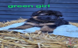 German Shepherd dogs for sale: German shepherd puppies  - Image 18
