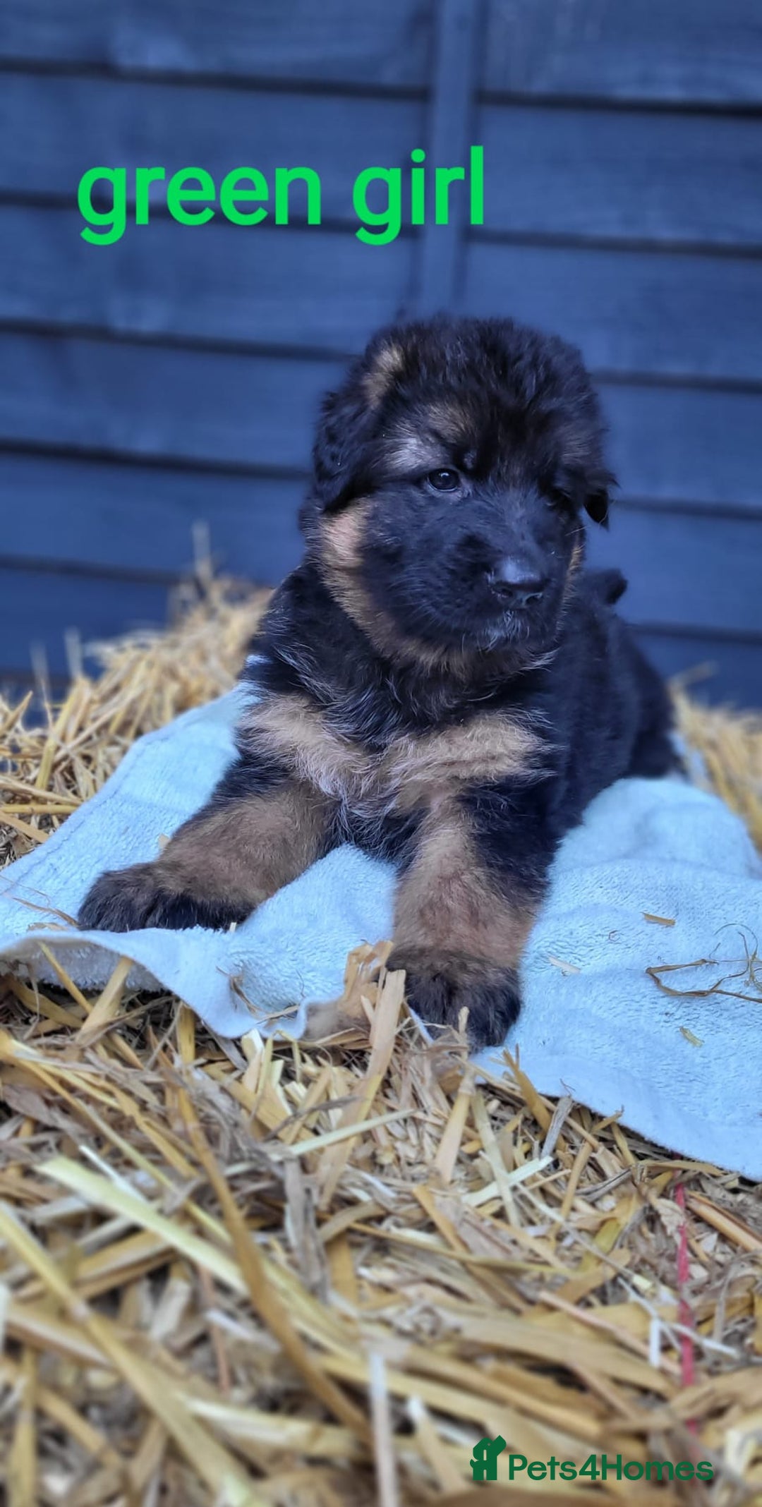 German Shepherd dogs for sale: German shepherd puppies  - Image 18
