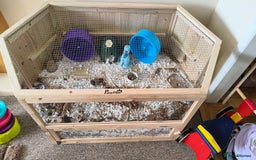 Hamster rodents for sale: Hamster and XL PawHut enclouser - Image 2
