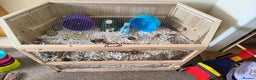 Hamster rodents for sale: Hamster and XL PawHut enclouser - Advert 2