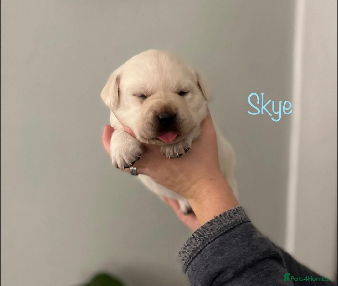 Labrador Retriever dogs for sale: Cream Labrador Retrievers !!! - Image 6