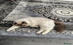 Ragdoll cats for sale: Brother Sister Ragdolls for Rehoming  - Image 16