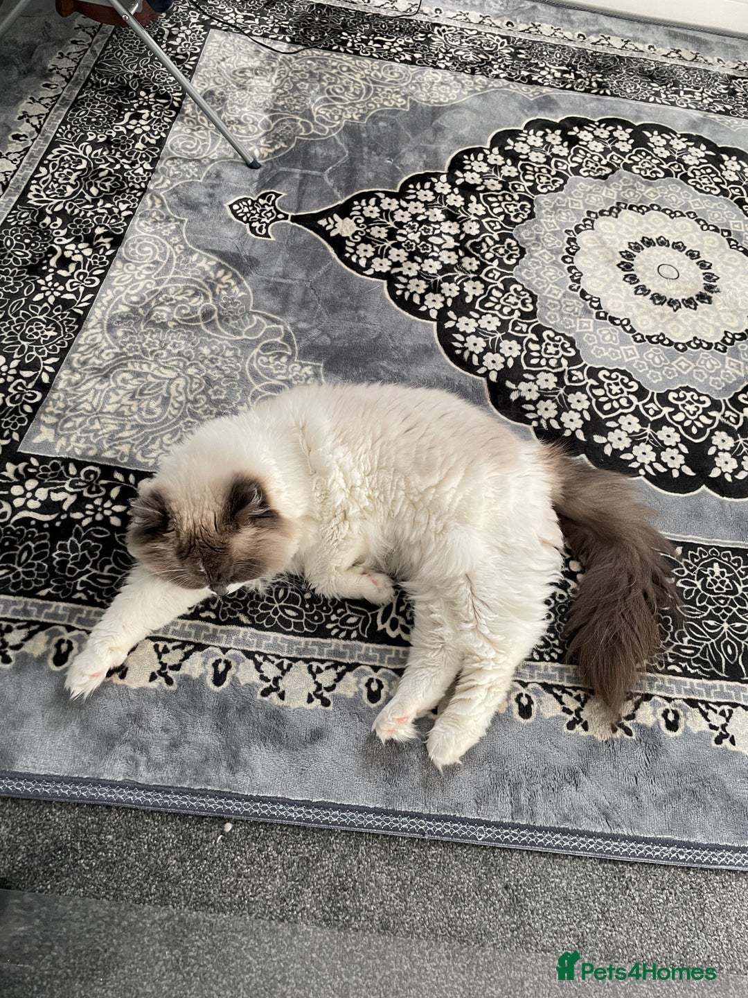 Ragdoll cats for sale: Brother Sister Ragdolls for Rehoming  - Image 16
