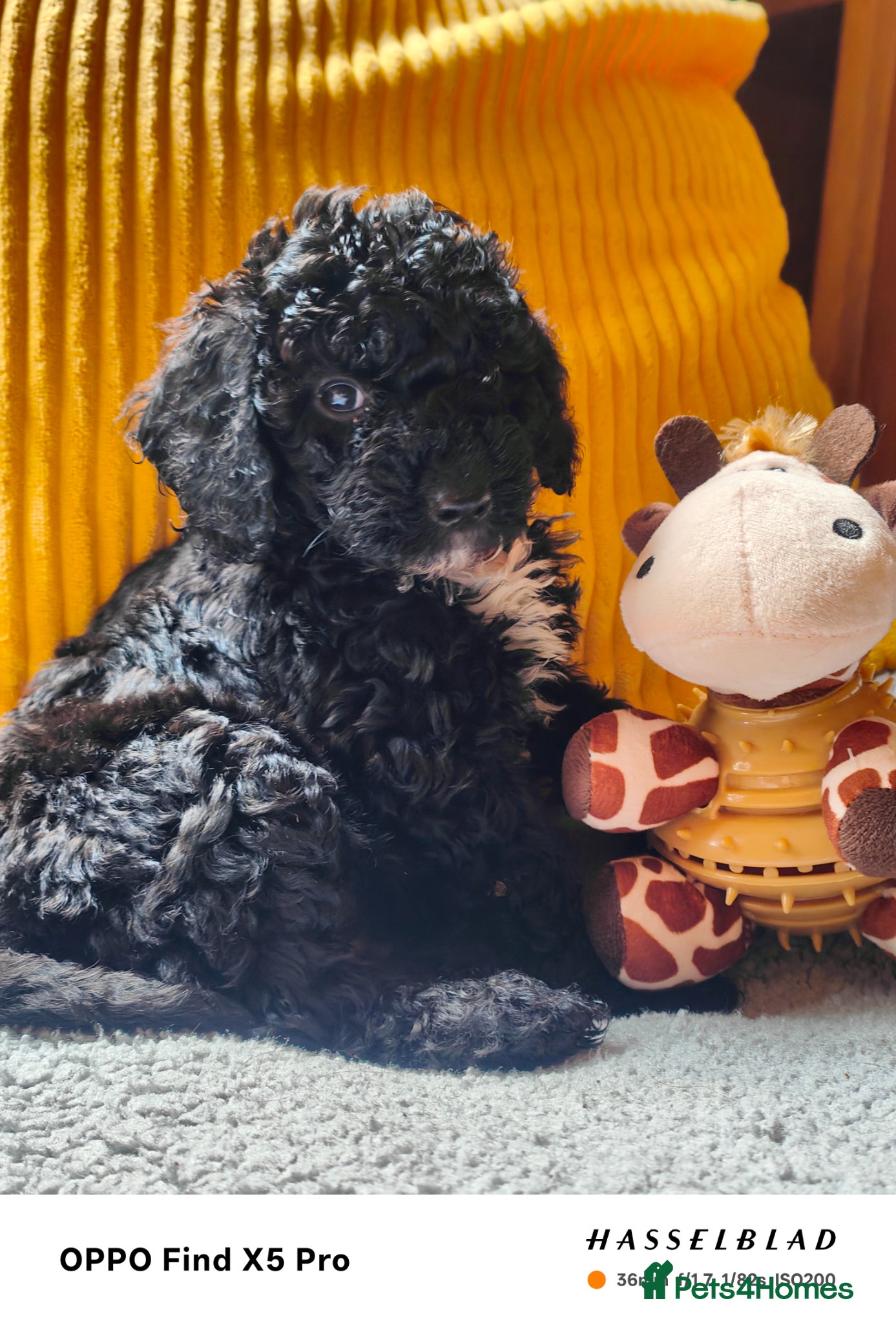Cockapoo dogs F1bb toy cockapoos PRA CLEAR - Advert 1