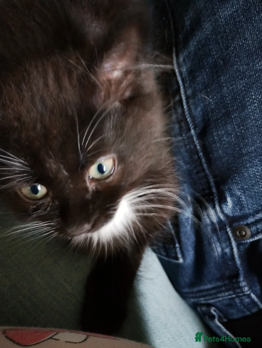 Mixed Breed cats for sale: Female kitten  in Basingstoke - Advert 1