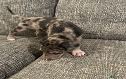 Mixed Breed dogs for sale: Bull X Lurchers - Working Lines - Image 4