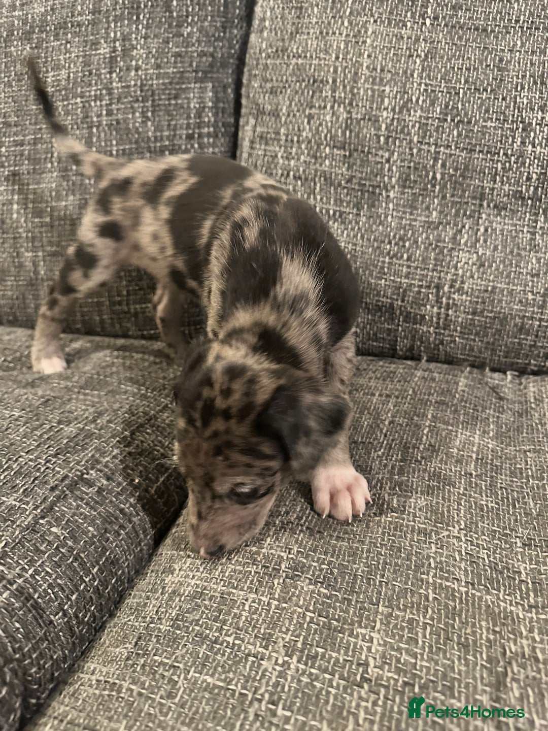 Mixed Breed dogs for sale: Bull X Lurchers - Working Lines - Image 4