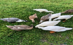 Ducks poultry for sale: Appleyards /aylesbury, runner ducks  - Image 1