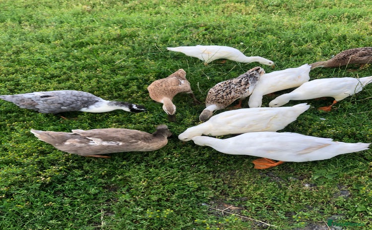 Ducks poultry - Advert 3