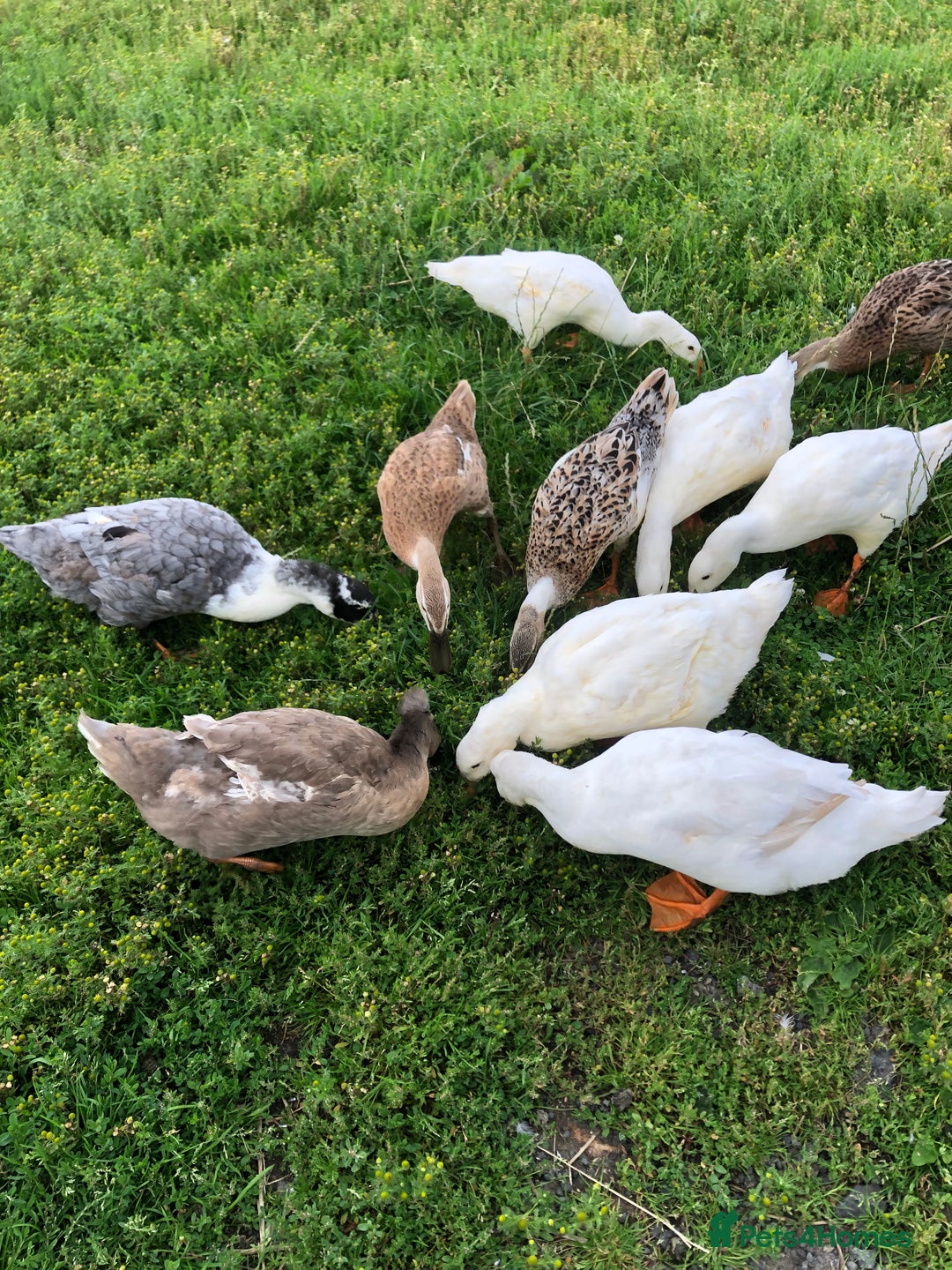 Ducks poultry for sale: Appleyards /aylesbury, runner ducks  - Image 1