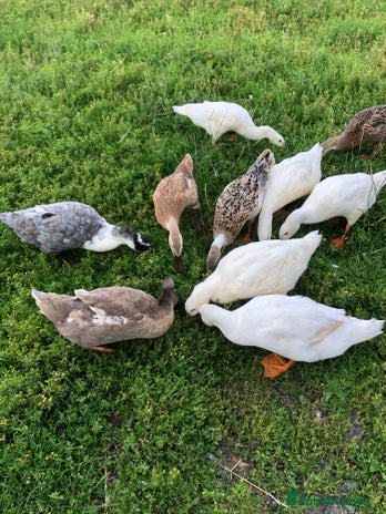 Ducks poultry for sale - Advert 1