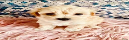 Maltipoo dogs for sale: F1 Korean multipoo one baby boy now available  - Advert 11