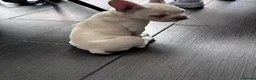 French Bulldog dogs for sale: French Bull Dog Puppies! - Advert 7