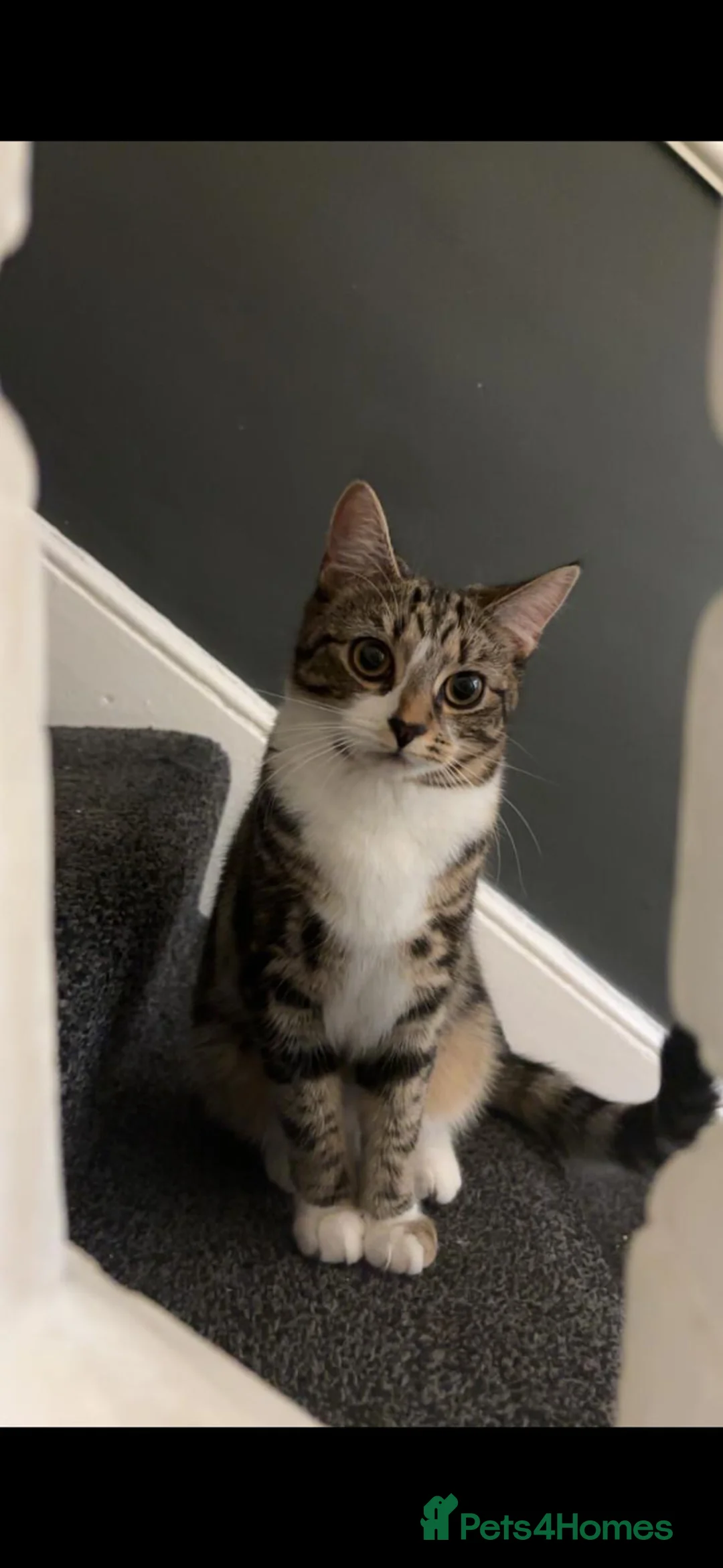 British Shorthair cats for sale: Beautiful British Shorthair Kittens in Westcliff-on-Sea - Advert 26