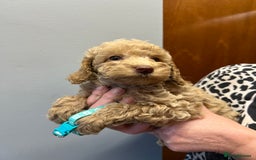 Miniature Poodle dogs for sale: Miniature poodles  - Image 21