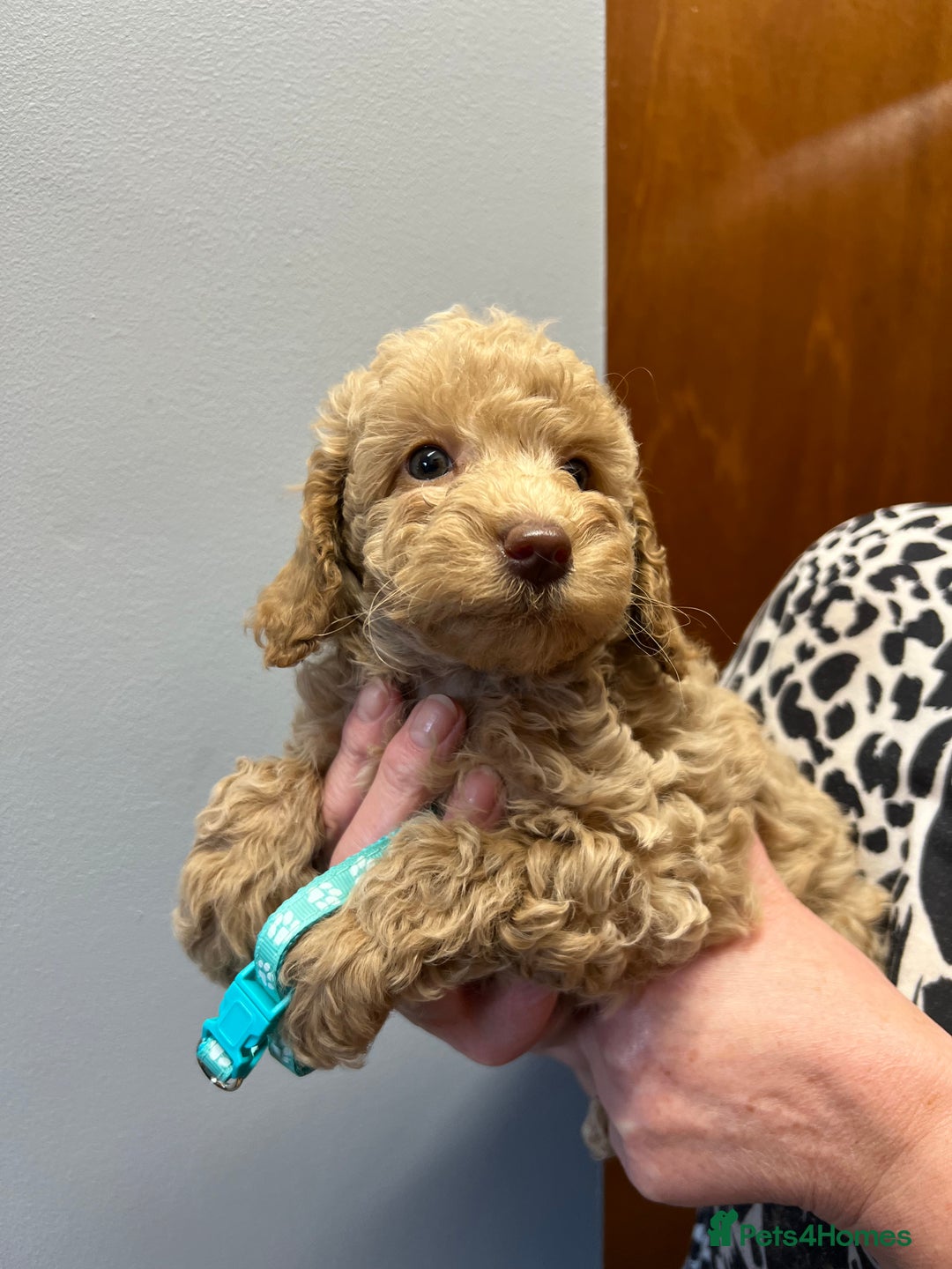 Miniature Poodle dogs for sale: Miniature poodles  - Image 21