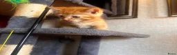 Mixed Breed cats for sale: Beautiful ginger kittens! in Chesterfield - Advert 5