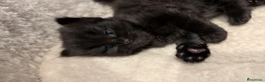 Black Panther 2