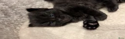 British Longhair cats for sale: *1 LEFT* British Longhair X Maine Coon Kittens - Advert 19