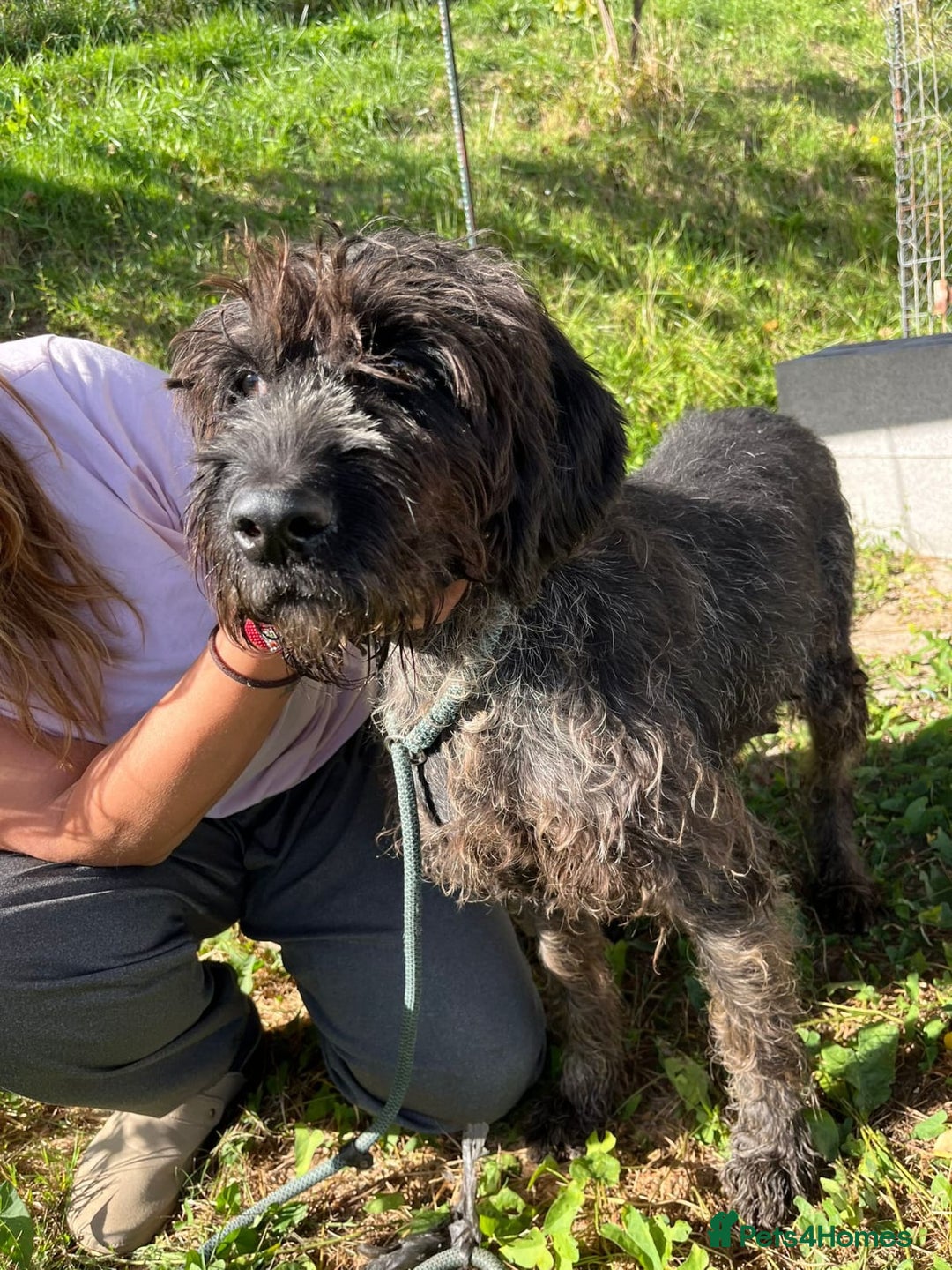 German Wirehaired Pointer dogs for adoption: German Wirehaired Pointer Orla  - Advert 6