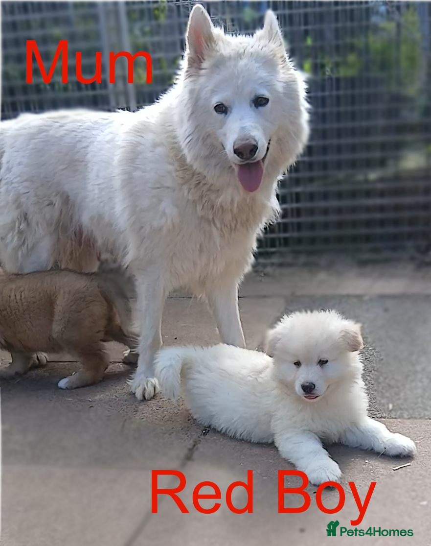 German Shepherd dogs Stunningly Beautiful, Confident German Shepherds - Advert 8