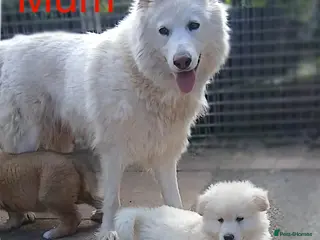 German Shepherd dogs Stunningly Beautiful, Confident German Shepherds - Advert 8