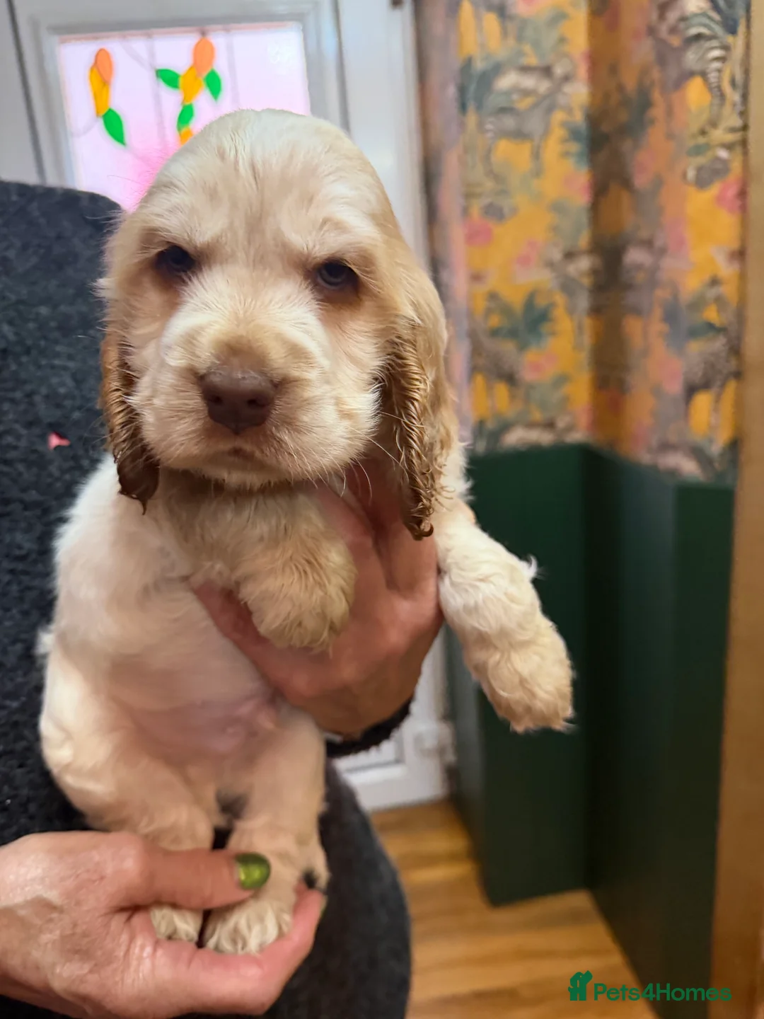 Cocker Spaniel dogs for sale: Show cocker spaniel pups - Advert 7
