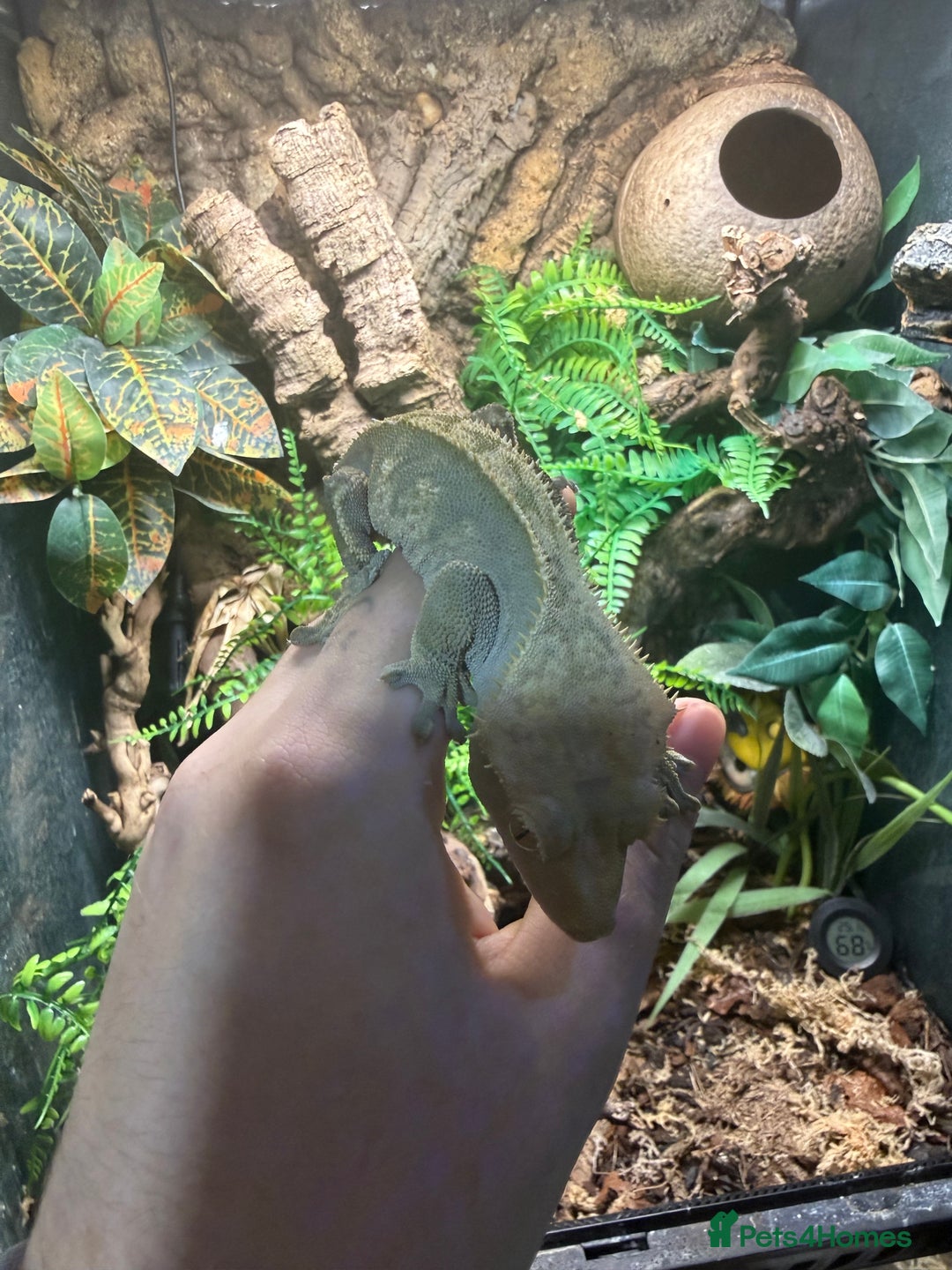 Gecko reptiles for sale: Crested geckos with full setups - Advert 6