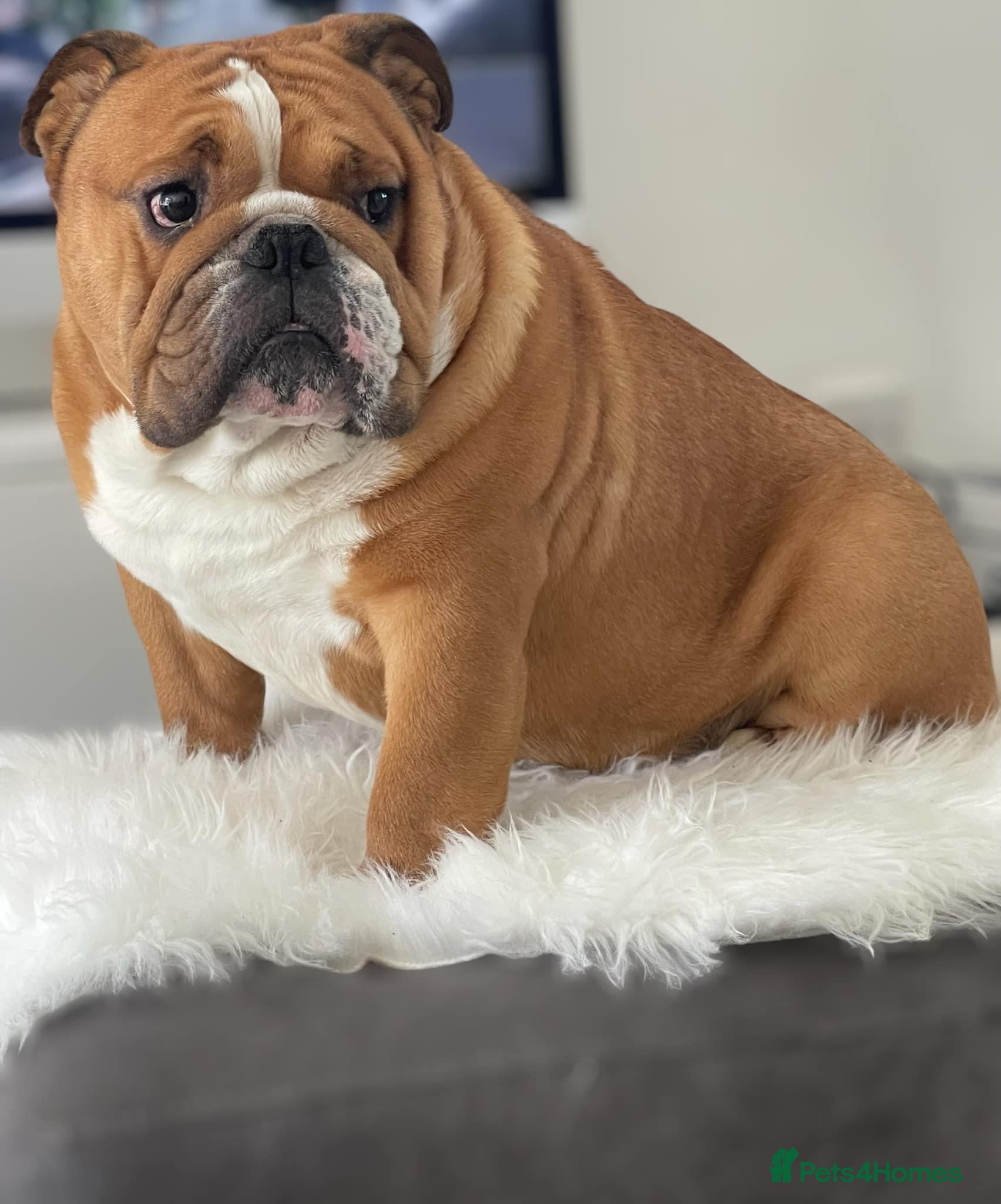 English Bulldog dogs TRUE TO TYPE - STANDARD - At Stud  in Ilkeston - Advert 4