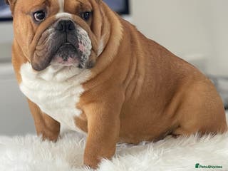 English Bulldog dogs TRUE TO TYPE - STANDARD - At Stud in Ilkeston - Advert 8