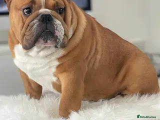 English Bulldog dogs TRUE TO TYPE - STANDARD - At Stud in Ilkeston - Advert 8