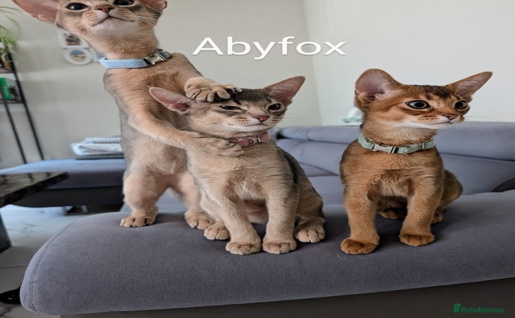 Abyssinian cats in Ruislip - Advert 1